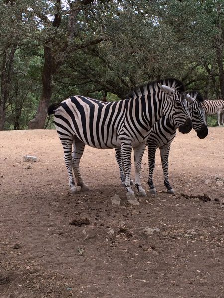 Beautiful Zebra at Safari West