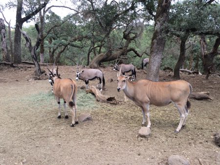 Animals at Safari West